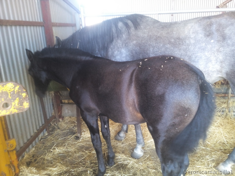 Caballos Pura Raza Española (P.R.E.) Pura Raza Española - Venta de potro