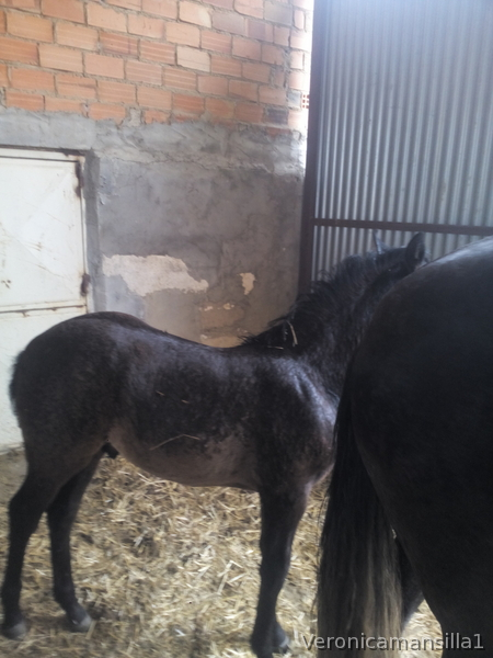 Venta de potro - Caballos Pura Raza Española (P.R.E.) Pura Raza Española