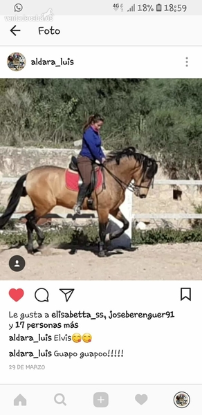 se venden varios  caballos in 