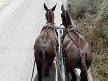 se venden varios caballos