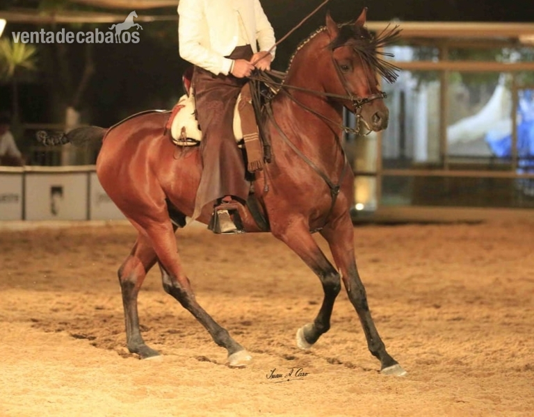 Caballo Hispano Árabe Hispanoarabe - Semental Hispanoarabe puro