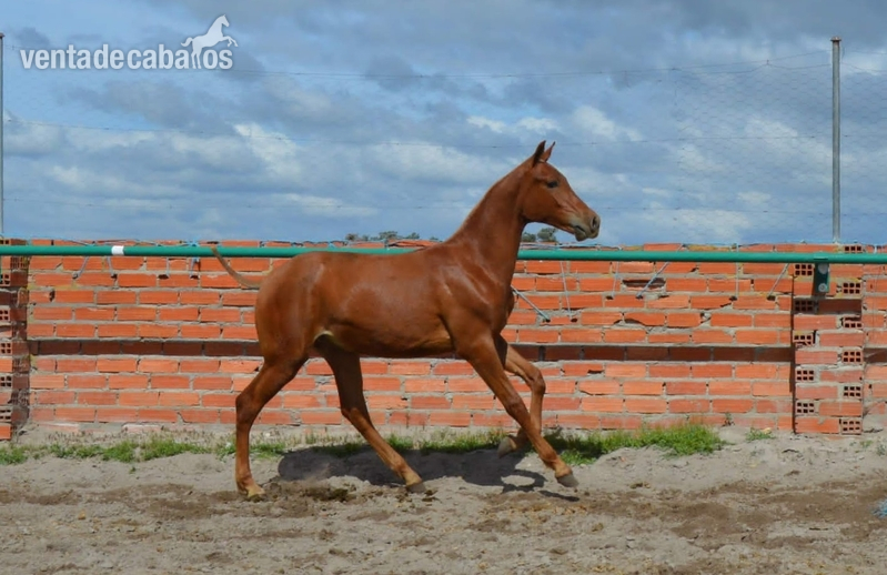 Semental Hispanoarabe puro - Caballo Hispano Árabe Hispanoarabe