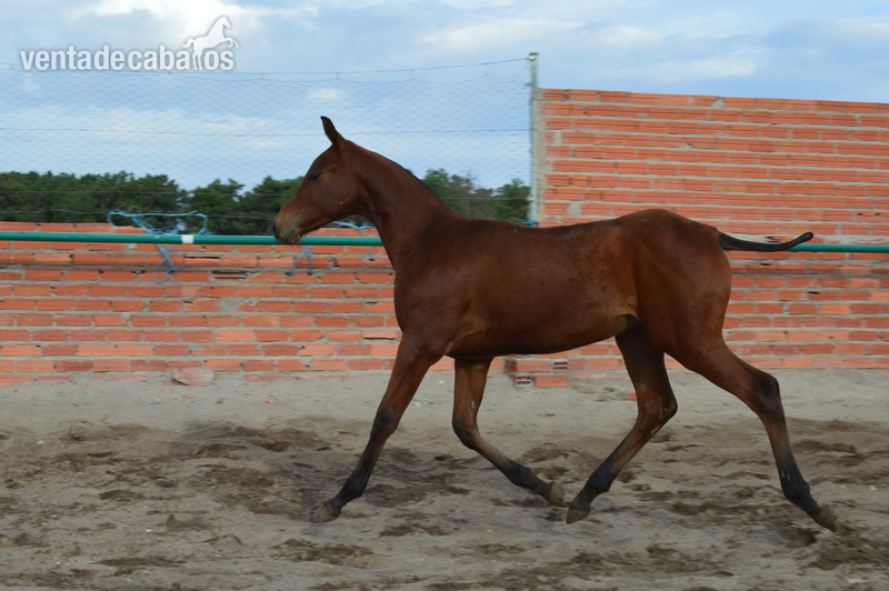Semental Hispanoarabe puro - Hispanoarabe