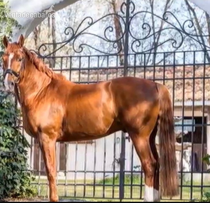 Se vende Caballo schoolmaster Hanoveriano de 16 Años competido en caballos, jóvenes como buenas mediasnivel juvenil  in 