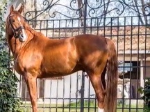 Se vende Caballo schoolmaster Hanoveriano de 16 Años competido en caballos, jóvenes como buenas mediasnivel juvenil