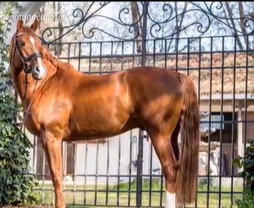 Caballos Capados EMPTY - Se vende Caballo schoolmaster Hanoveriano de 16 Años competido en caballos, jóvenes como buenas mediasnivel juvenil 