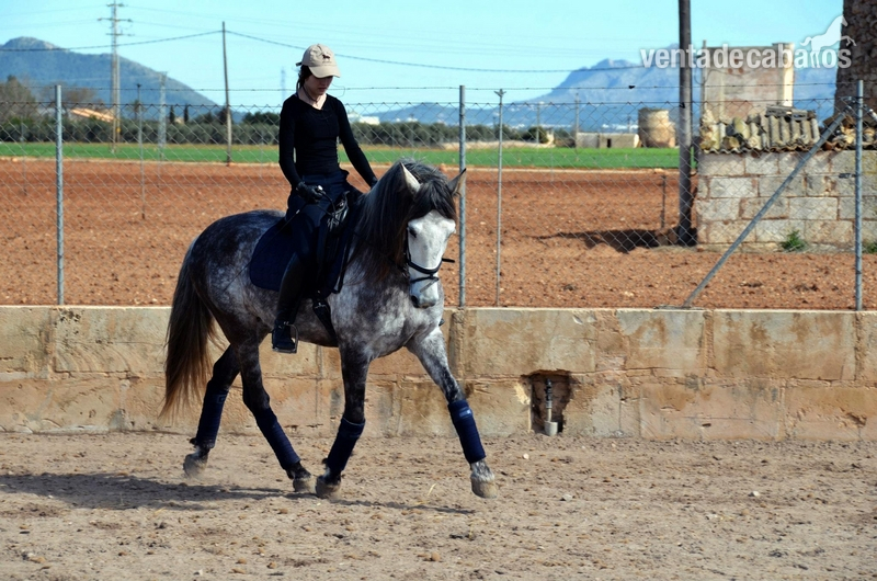 Caballo de doma clasica - Caballos Pura Raza Española (P.R.E.) Pura Raza Española