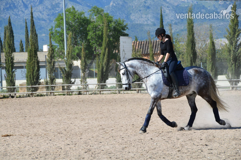 Caballo de doma clasica - Pura Raza Española