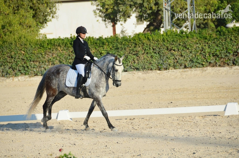 Caballo de doma clasica