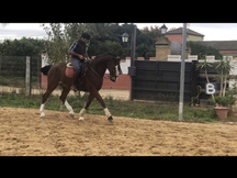 VENTA CABALLO KWPN o cambio por otro