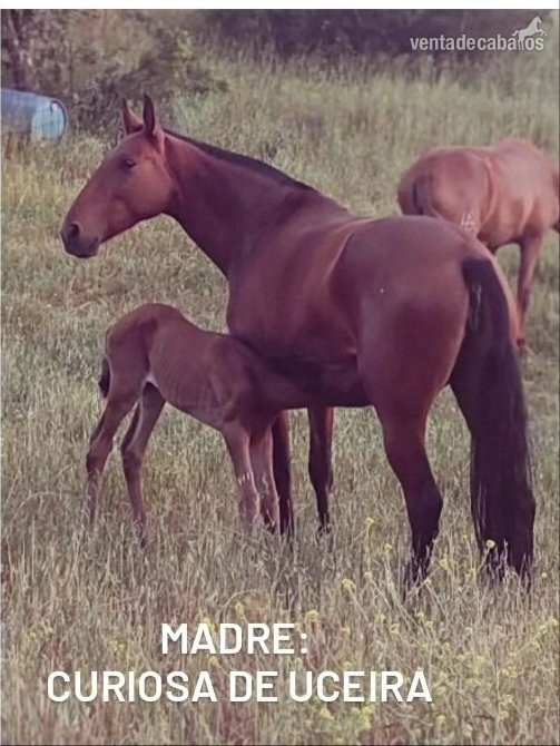 Se venden Yeguas PRE de cria. Grandes orígenes! in 