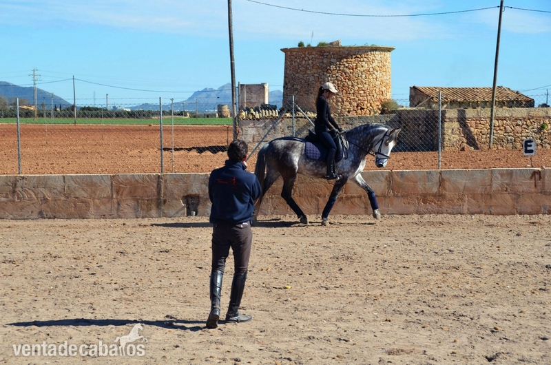 Pre de doma clasica - Caballos Capados Pura Raza Española