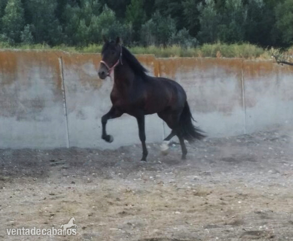 Caballos Pura Raza Española (P.R.E.) Pura Raza Española - potro español castaño oscuro