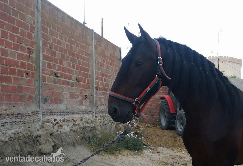 potro español castaño oscuro - Caballos Pura Raza Española (P.R.E.) Pura Raza Española