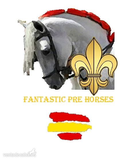 BUSCO CABALLOS PRE DE DOMA CLASICA O COMPITIENDO in 