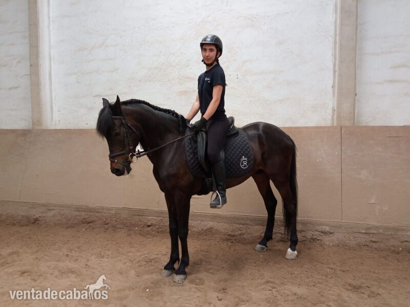 Caballo cruzado capado in 