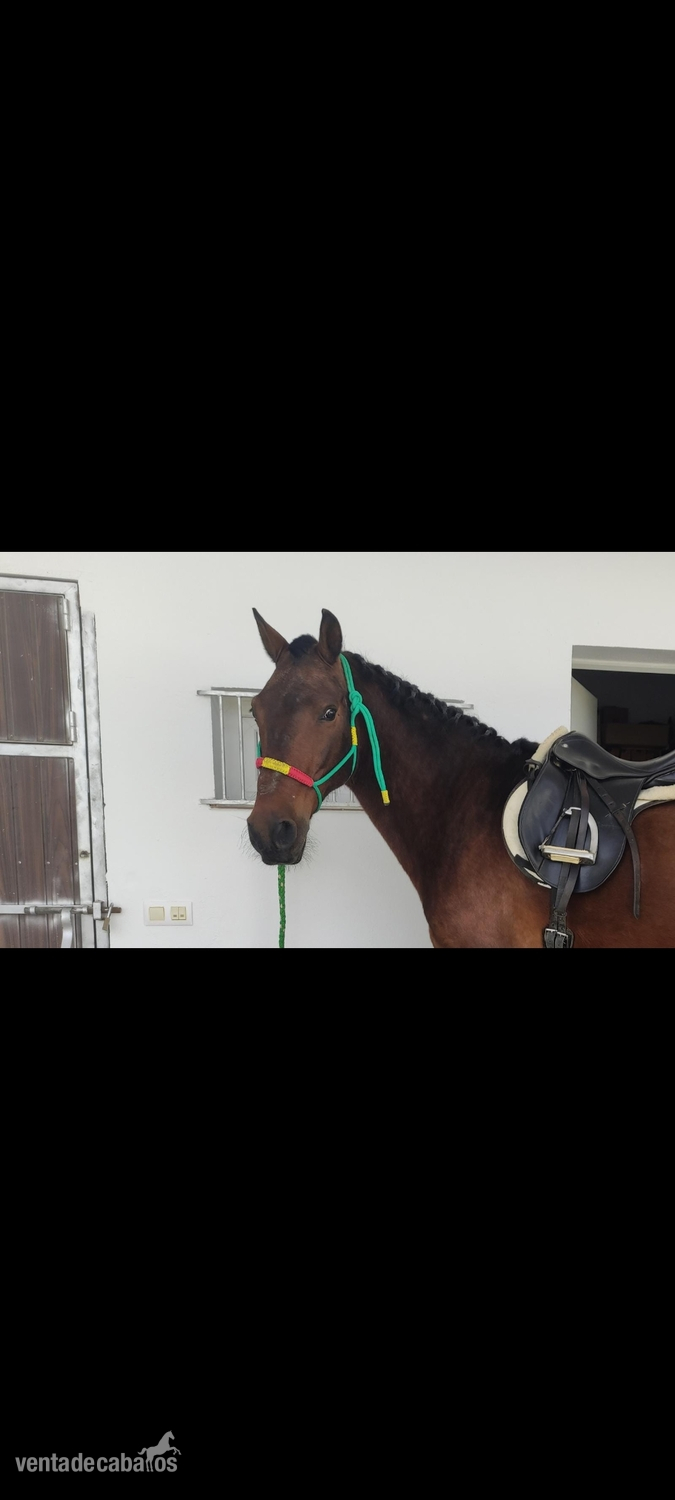 Caballos Capados Cruzado español  - Caballo cruzado 13 años 
