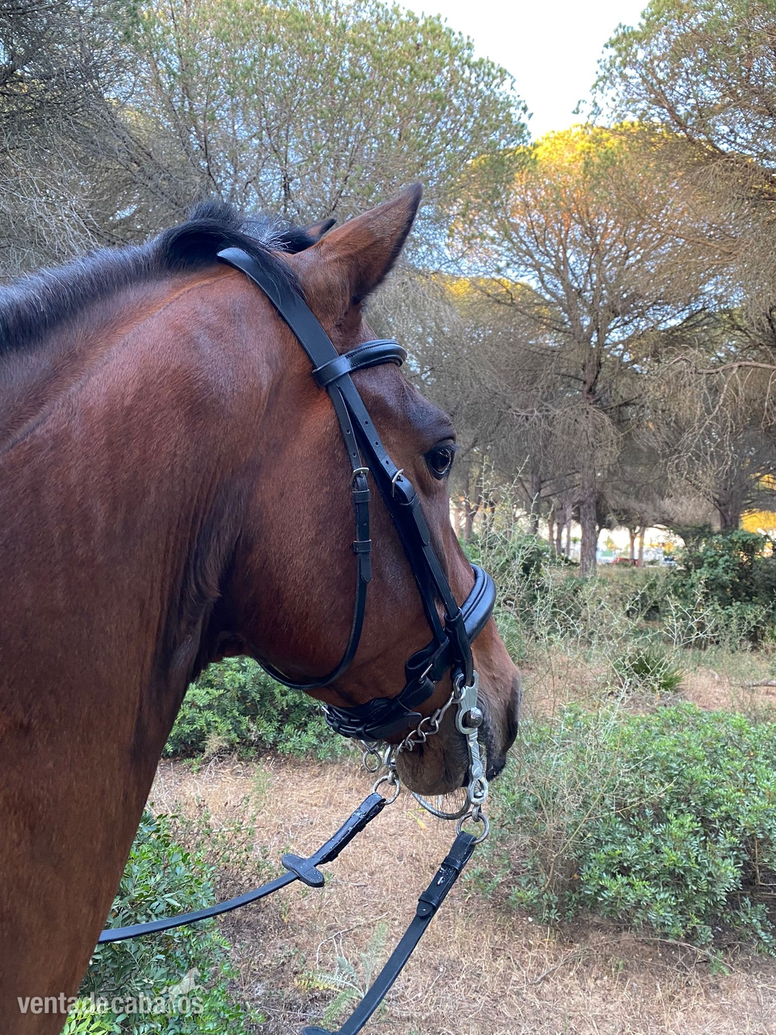 Caballo cruzado 13 años  - Caballos Capados Cruzado español 