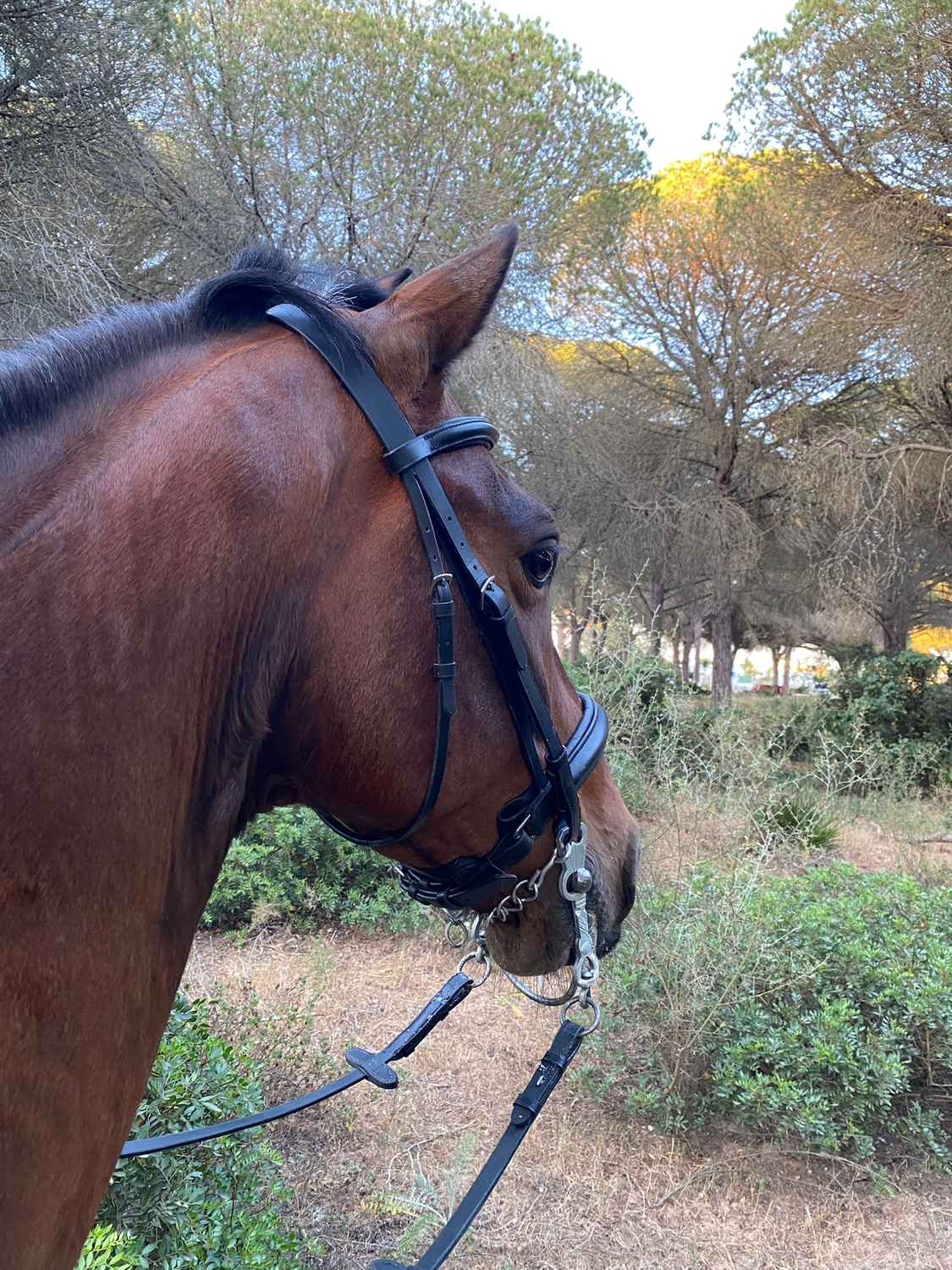 Caballo cruzado 13 años  - Caballos Capados Cruzado español 