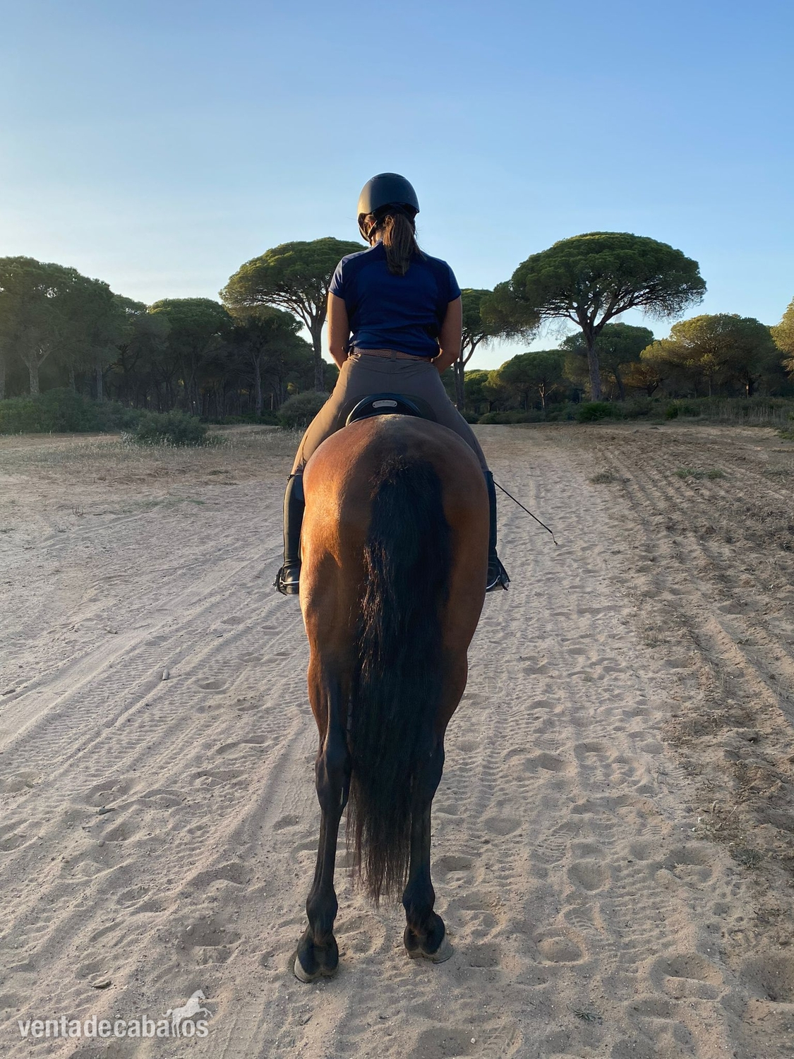 Caballo cruzado 13 años  - Cruzado español 