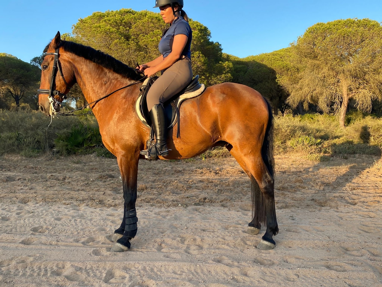 Caballo cruzado 13 años  - Caballos Capados