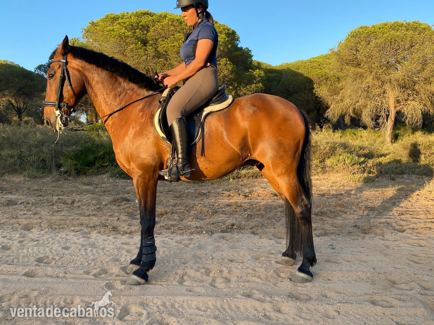 Caballo cruzado 13 años  - Caballos Capados