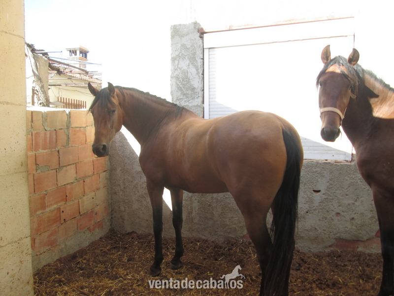 2 yeguas escalera in 