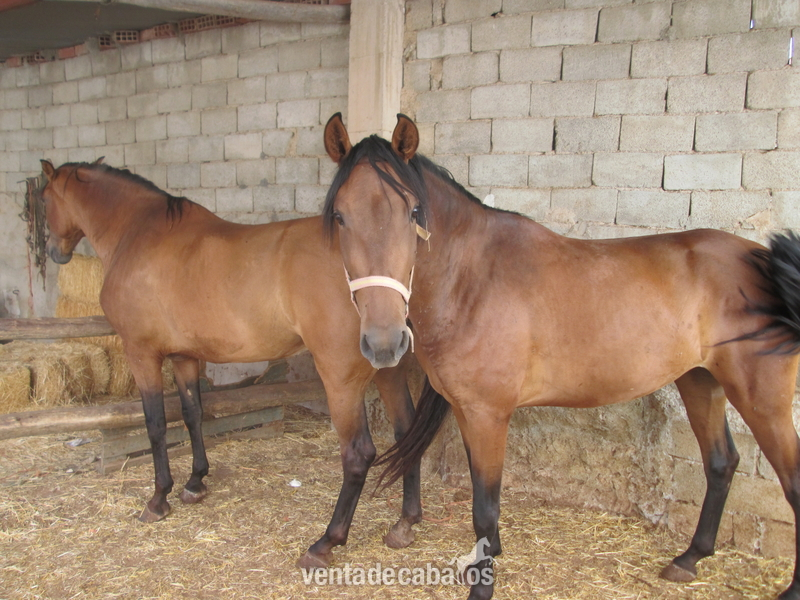 Pura Raza Española {TYPE}