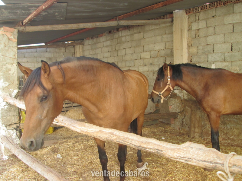 Caballos Pura Raza Española (P.R.E.) Pura Raza Española - 2 yeguas escalera