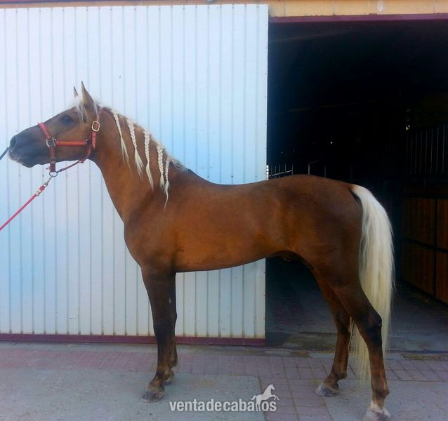 Cruzado {TYPE}