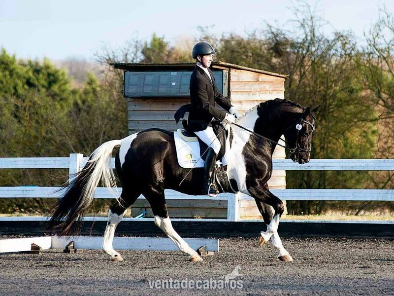 Súper talentoso caballo todoterreno de 3 gatos in 