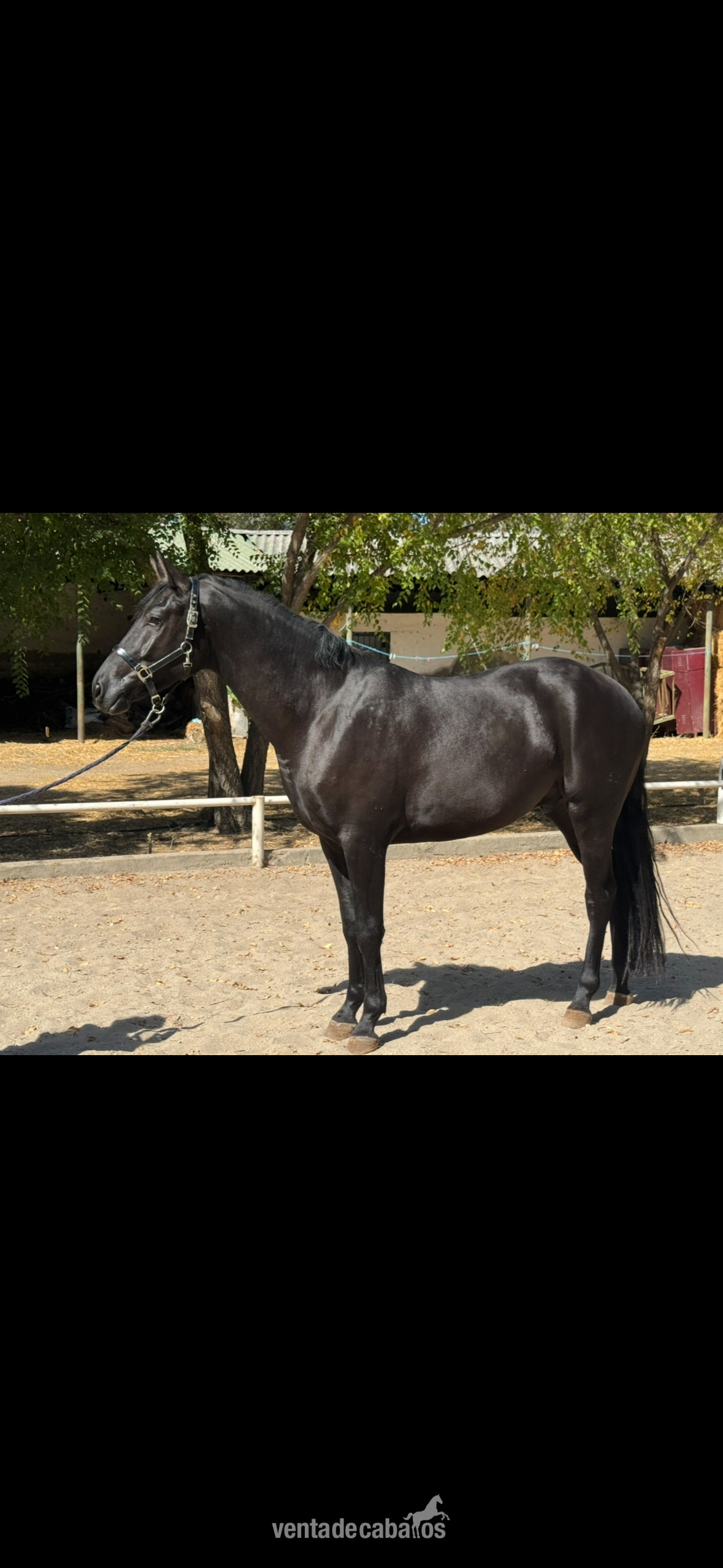 Se vende precioso caballo de 6 años Hannoveriano negro, Doma básica, súper carácter y físico in 