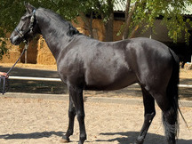 Se vende precioso caballo de 6 años Hannoveriano negro, Doma básica, súper carácter y físico