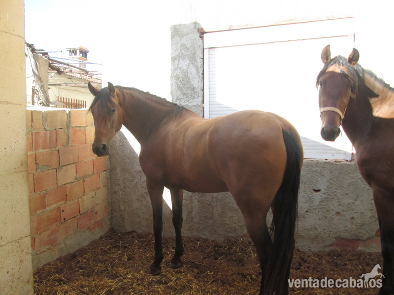 2 yeguas escalera in 