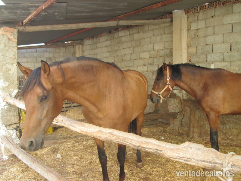 Caballos Pura Raza Española (P.R.E.) Pura Raza Española - 2 yeguas escalera