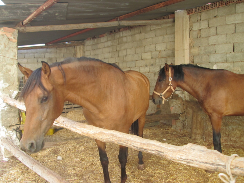 Caballos Pura Raza Española (P.R.E.) Pura Raza Española - 2 yeguas escalera
