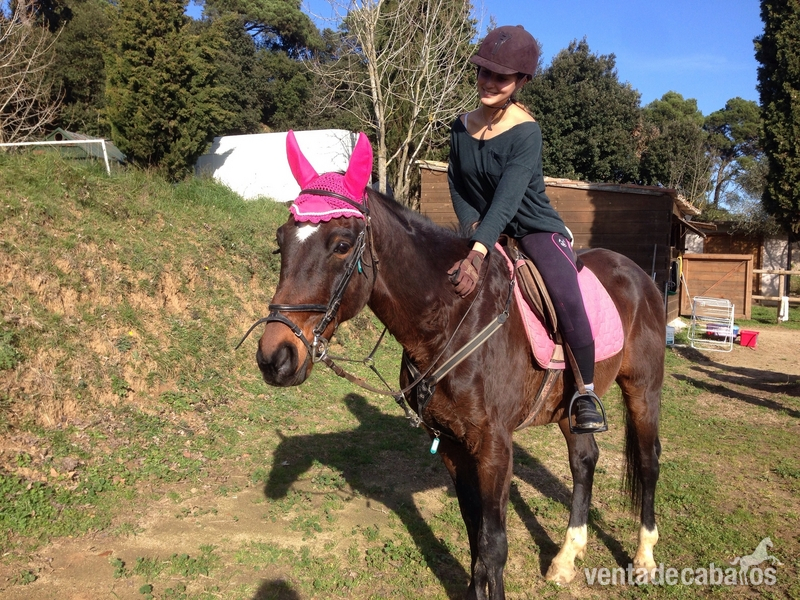 CDE en venta ( Barcelona) - Caballos Capados in 