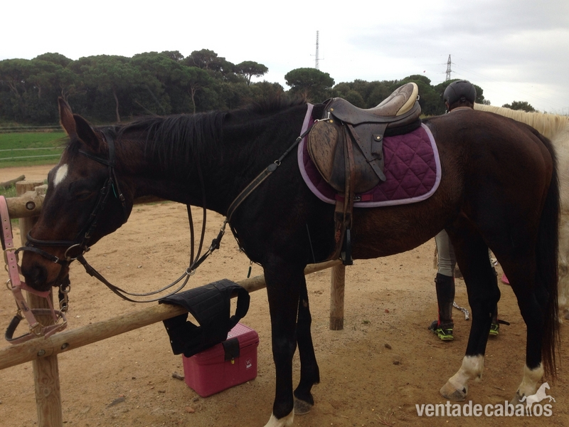 CDE en venta ( Barcelona) - Caballos Capados