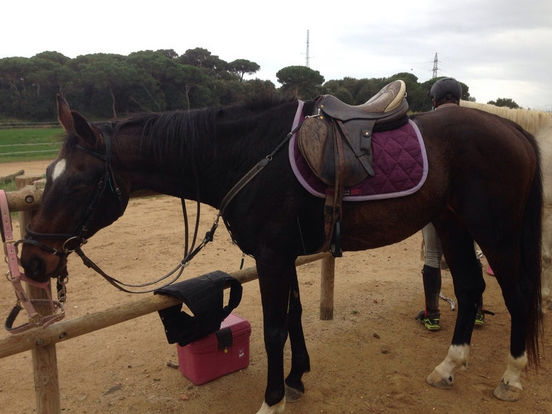 CDE en venta ( Barcelona) - Caballos Capados