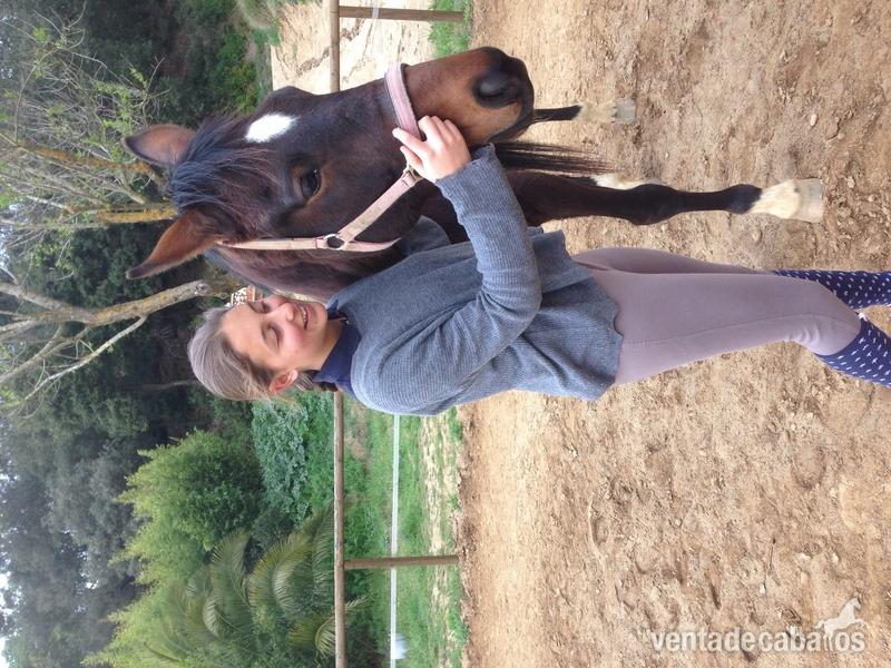 Caballo de Deporte Español (CDE)