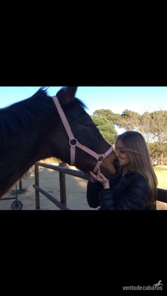 Caballo de Deporte Español (CDE) {TYPE}