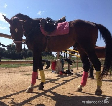 Caballos Capados Caballo de Deporte Español (CDE) - CDE en venta ( Barcelona)
