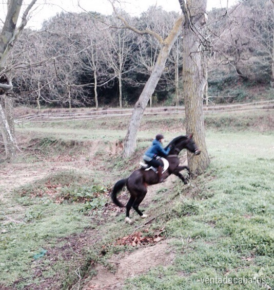 CDE en venta ( Barcelona) - Caballos Capados Caballo de Deporte Español (CDE)