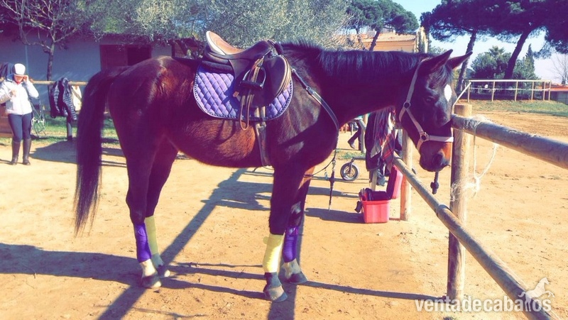 CDE en venta ( Barcelona) - Caballo de Deporte Español (CDE)
