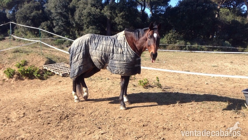 CDE en venta ( Barcelona) - Caballos Capados
