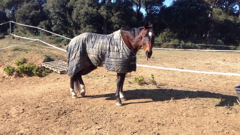 CDE en venta ( Barcelona) - Caballos Capados