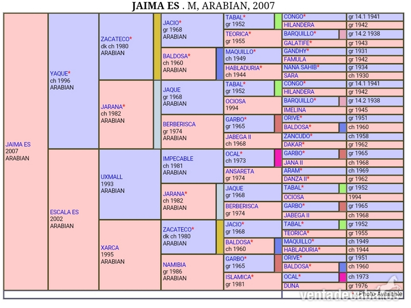 Caballos Árabes Arabe - Yegua Pura Raza Arabe