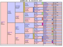 Yegua Pura Raza Arabe
