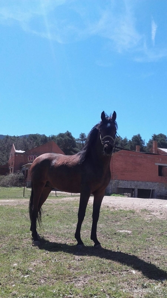 Potro HispanoArabe Castaño 2 años in 