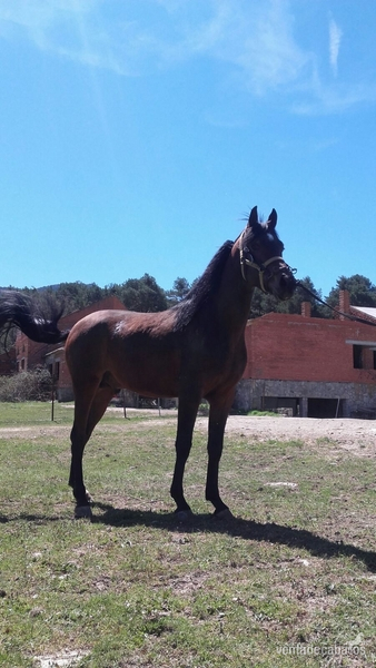 Hispano-Arabe